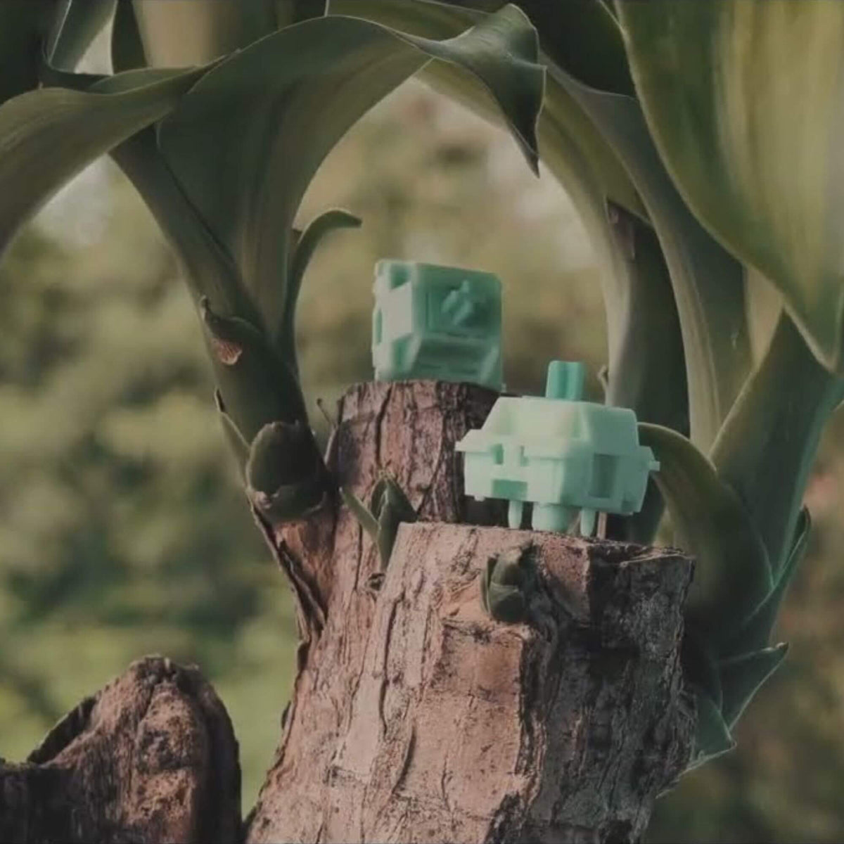Botany Switches